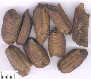 桑螵蛸100g蜱蛸桑蛸螵蛸螳螂蛋尿唧唧有绵桑螵蛸阳食用泡酒有锁阳