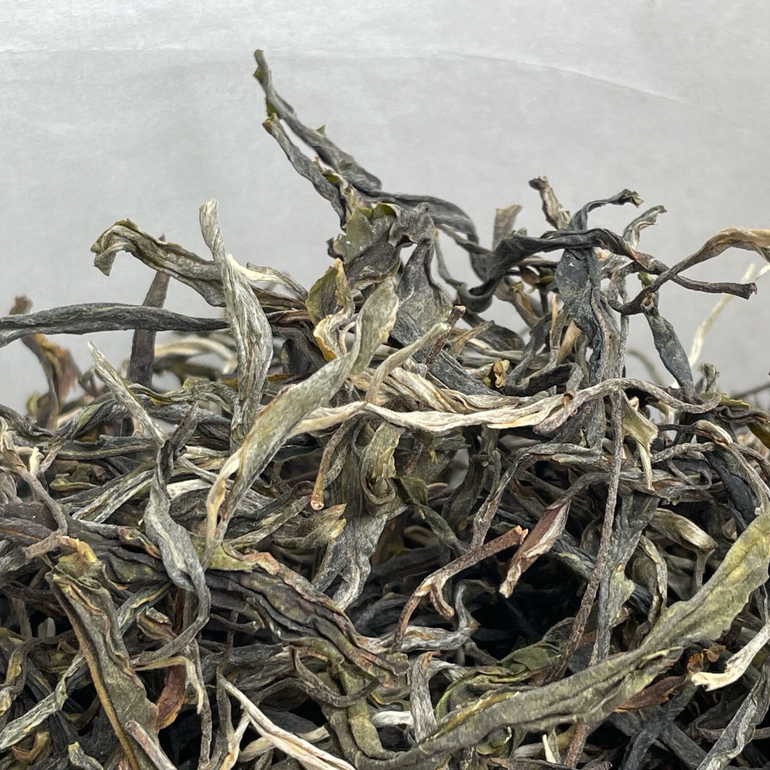 限购50单！冰岛老寨百年古树春普洱