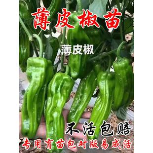 薄皮辣椒种苗辣椒苗辣椒种籽春季盆栽早熟不辣大青椒高产蔬菜幼苗