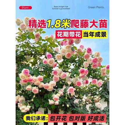 1米8母系大苗蔷薇花苗爬藤四季大花藤本月季爬藤植物室外花卉盆栽