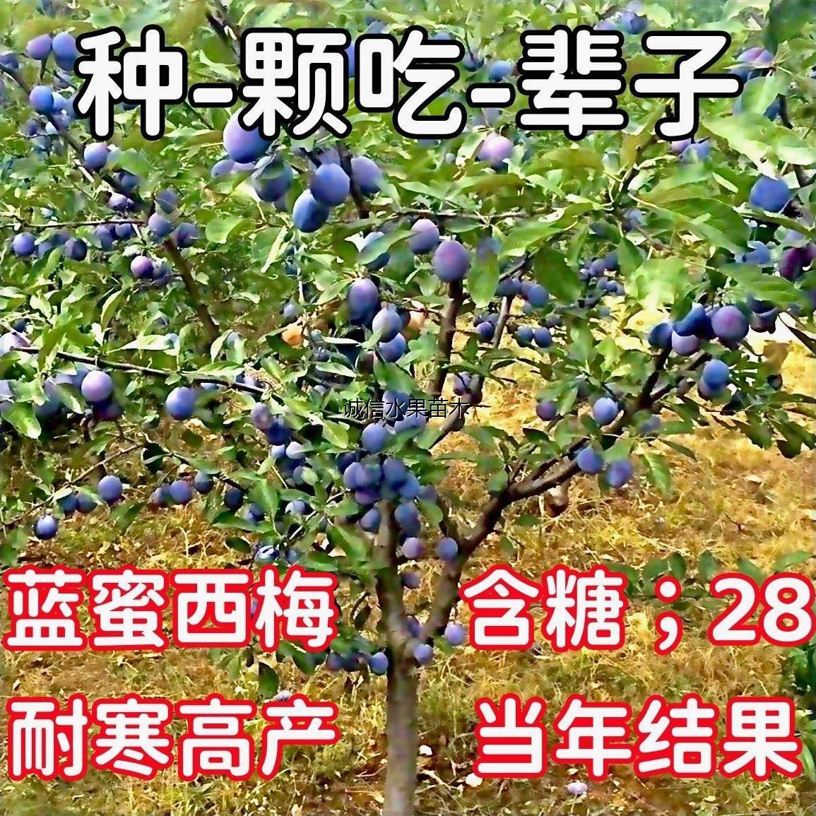 嫁接西梅李子果树苗特大阳台庭院耐寒耐冻南北方盆栽地载当年结果