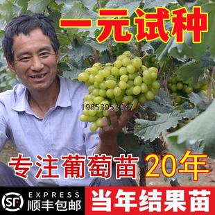 蓝宝石葡萄苗盆栽地栽爬藤无核南方北方种植当年结果抗寒葡萄树苗