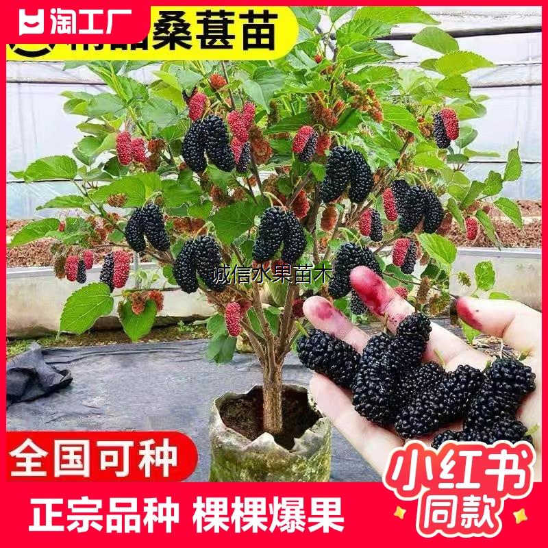 桑葚树苗果树果苗嫁接庭院地栽南北方种植桑树当年结果长果无籽