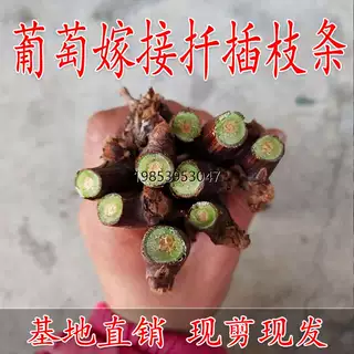 葡萄苗夏黑甜蜜蓝宝石葡萄嫁接枝条巨峰阳光玫瑰葡萄树苗扦插枝条