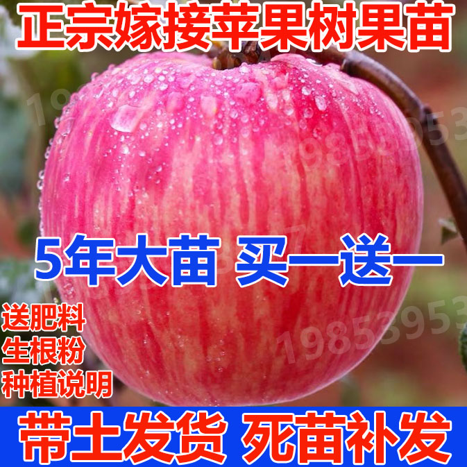 苹果树苗盆栽南方北方种植地栽红富士苹果苗活苗矮化果树当年结果