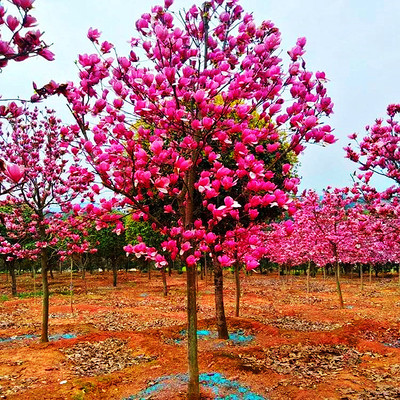 玉兰花树苗大树盆栽耐寒庭院室外地栽别墅园林绿化带花苞黄白花卉