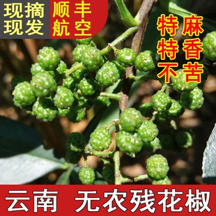 现摘 特麻特香不苦 新鲜云南花椒 昭通永善青花椒湿嫩花椒非四川