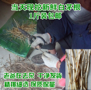 农村特产野生茅草根甜草新鲜白茅根茶干 有藕节芦根粉野生500克条