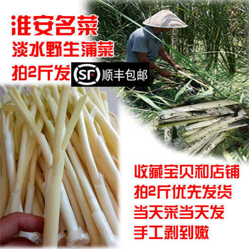 4月净蒲菜鲜嫩野菜茭白淮安名菜新鲜蔬菜蒲笋蒲儿菜水生竹笋酒店
