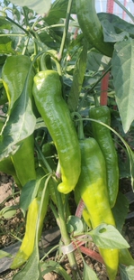 自家种植新鲜黄皮辣椒,口感微辣,个大肉厚,一箱五斤包邮