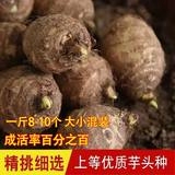 现挖芋头非山东荔浦新鲜牛奶小芋头毛芋头白芽芋艿种子可吃可种