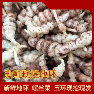 新鲜现挖宝塔菜可吃可种螺丝菜地环甘露菜玉环葫芦牯牛地梨地溜子