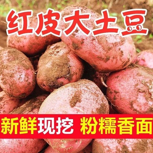 新鲜大土豆农家自种蔬菜红皮黄皮黄心土豆马铃薯洋芋