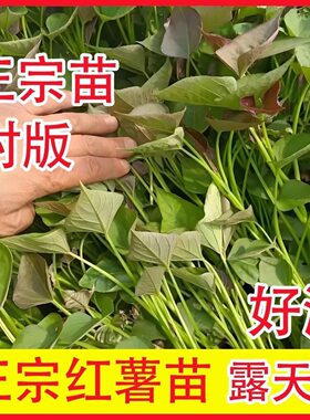 新鲜红薯苗红心红薯苗地瓜苗糖心番薯苗烟薯西瓜红蜜薯
