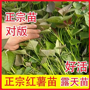 新鲜红薯苗红心红薯苗地瓜苗糖心番薯苗烟薯西瓜红蜜薯