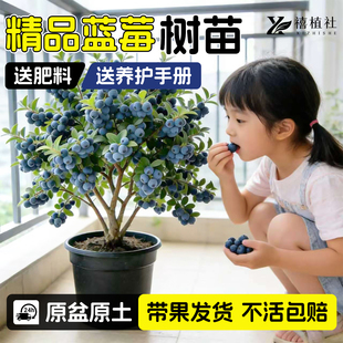蓝莓树果苗特大号云南l25花香蓝莓带果发货南北超大盆栽高山鲜果