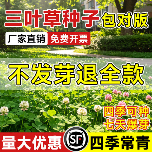 三叶草籽种子四季可种沾土就活