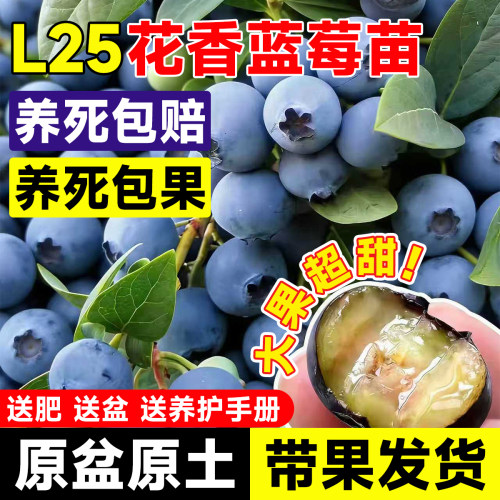 蓝莓特大果树苗养死包赔