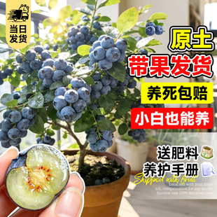 蓝莓树果苗云南l25花香特大号蓝莓超大盆栽带果南北发货高山鲜果