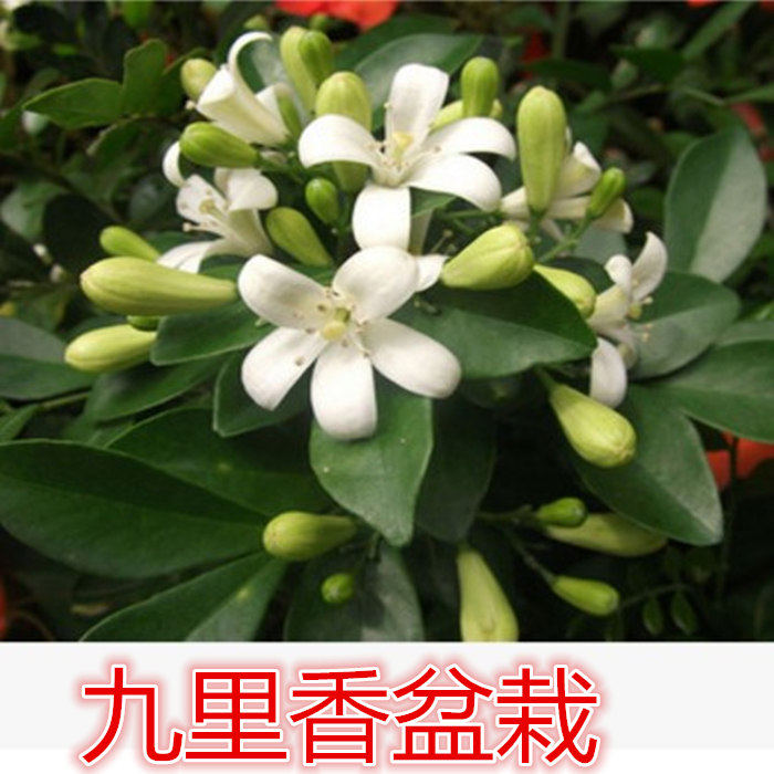 室内外 绿植盆栽七里香九里香大苗 绿叶瑞香花开香气袭人驱蚊植物