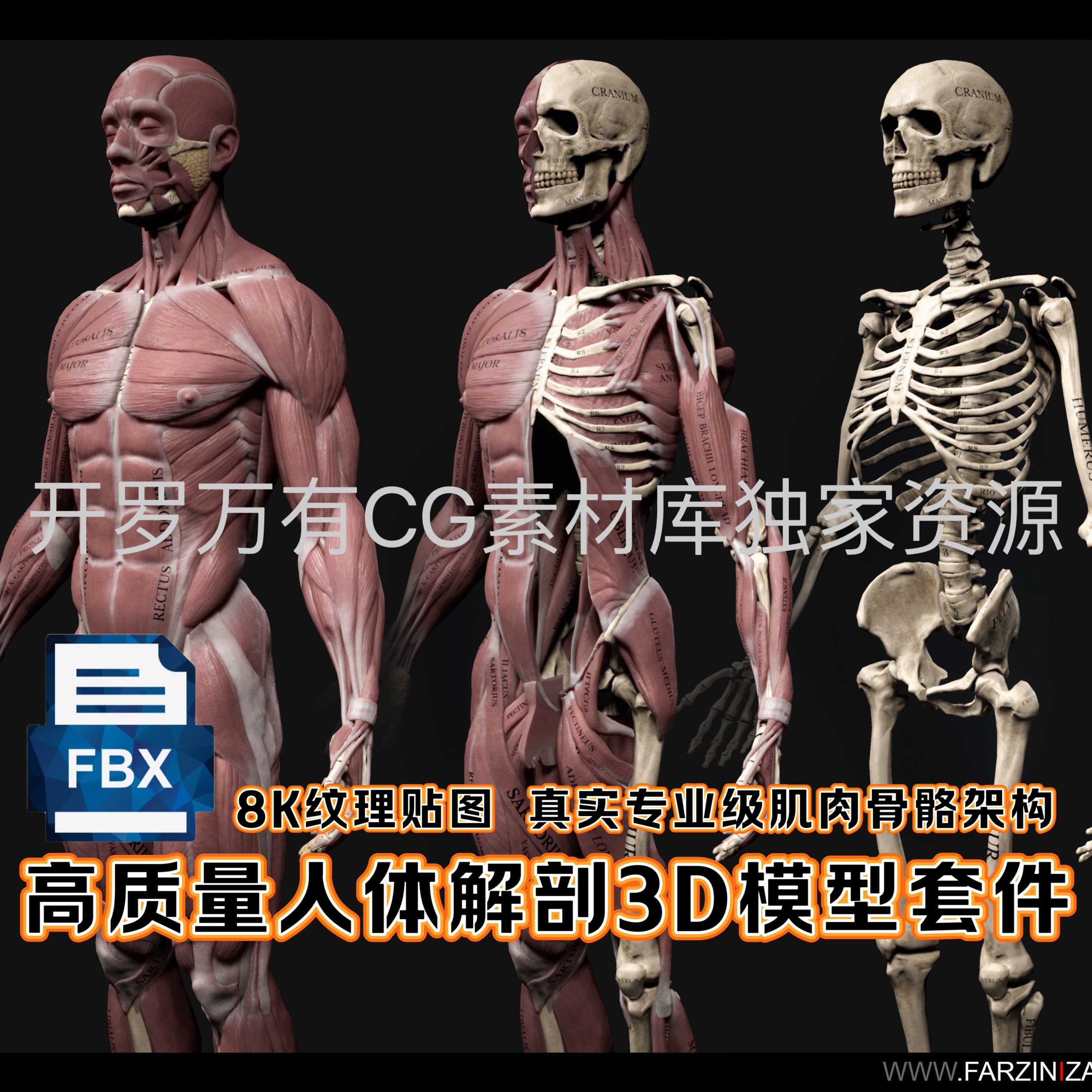 zbrush逼真人体解刨学男性全身肌肉骨架骨骼3d模型fbx逼真8k纹理