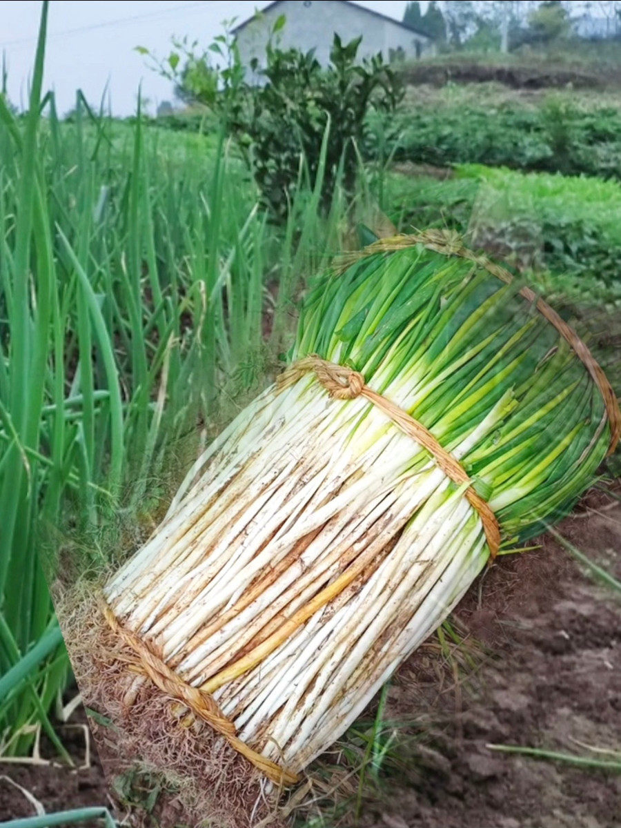 四川乡野农家新鲜大葱5斤 农民种植直供无公害泥大葱葱黄鲜嫩葱黄
