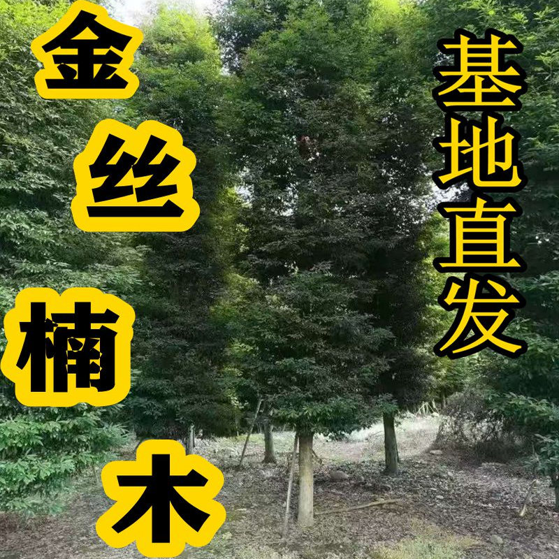 金丝楠木树苗高性价比基地直发
