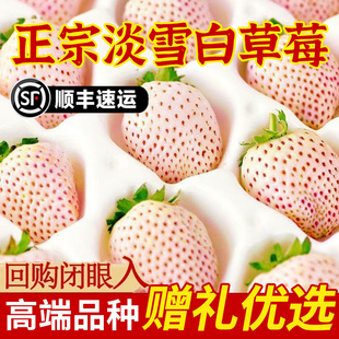 淡雪白草莓现摘现发新鲜孕妇水果草莓之乡句容产地直发礼盒装送礼