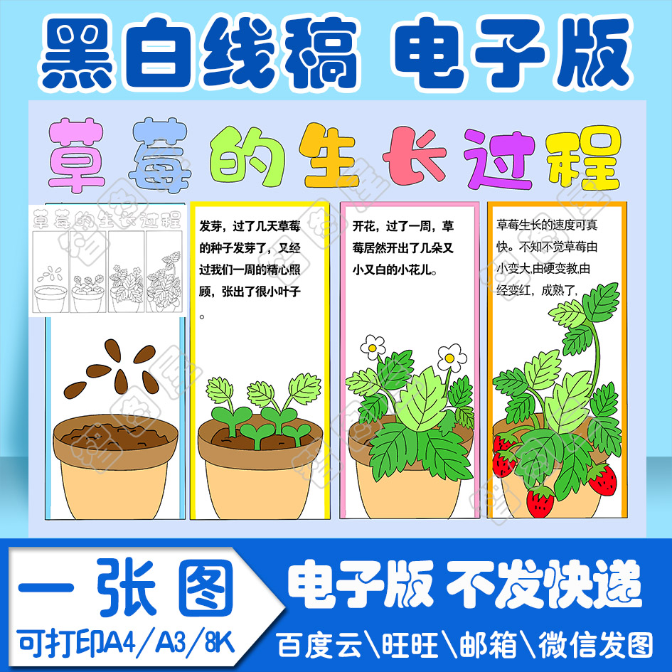 植物生长草莓手抄报绘画模板电子模板小学生模板线稿图a3 8k 4k
