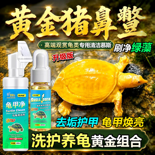 黄金猪鼻子龟鳖乌龟刷背泡沫清洁
