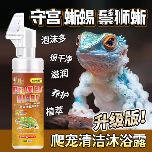 守宫蜥蜴鬃狮蜥蜴洗澡清洁沐浴