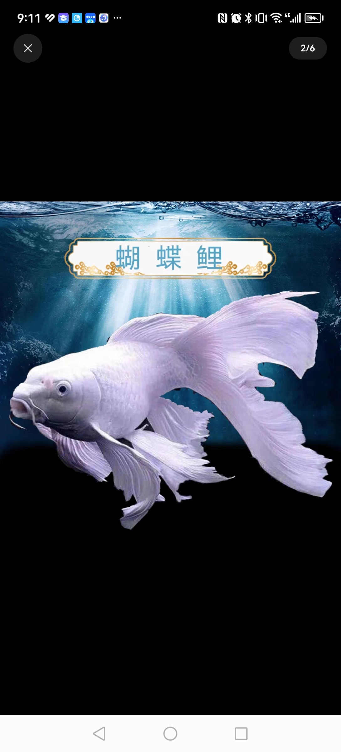 台湾正宗球体蝴蝶鲤型形狮子头观赏鱼活纯种大鳍大尾纯球体观赏鱼