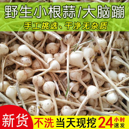 26年新货现挖小根蒜大脑瓜野生新鲜大脑蹦浸没菜山野蒜葱5斤包邮 - 封面
