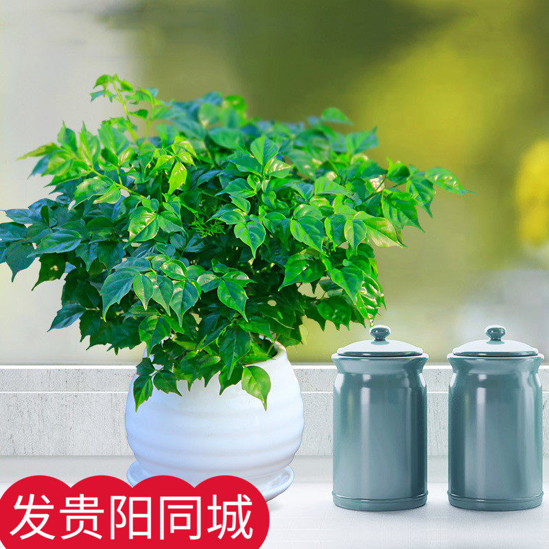 无锡幸福树小型盆景盆栽 桌面办公室防辐射净化空气植物无锡配送