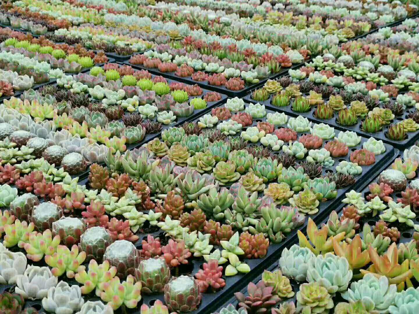 全国包邮多肉植物新款组合盆栽肉肉植物一整箱含盆带土发货