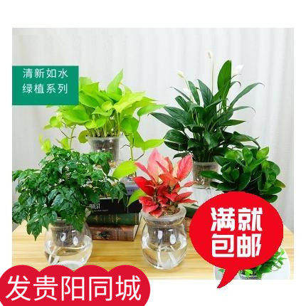 水培植物绿萝盆栽吊兰常春藤发财树室内办公桌面水培玻璃瓶绿植