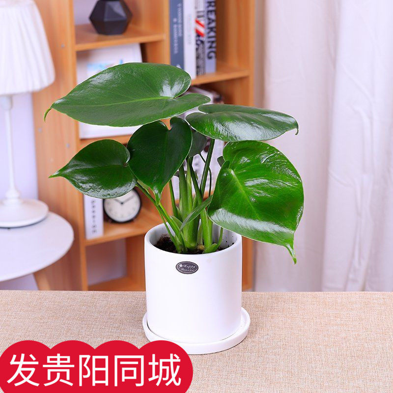 龟背竹盆栽办公室内大叶植物净化空气除甲醛防辐射花卉好养包邮