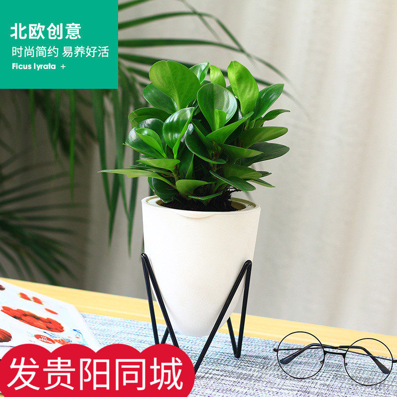 青叶碧玉盆栽 办公室绿植 四季常青防辐射植物 豆瓣绿绿植盆栽