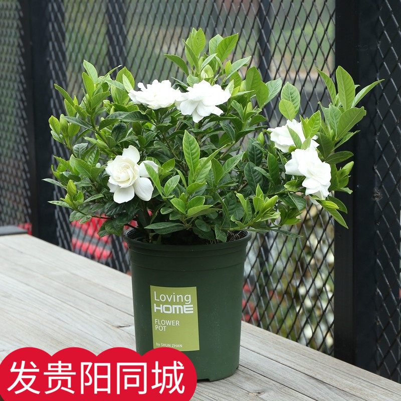 栀子花盆栽 包邮带花苞四季植物办公桌室内净化空气驱蚊绿植花卉