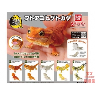 5款 扭蛋盒蛋 蜥蜴系列 生物大图鉴 可选 万代BANDAI