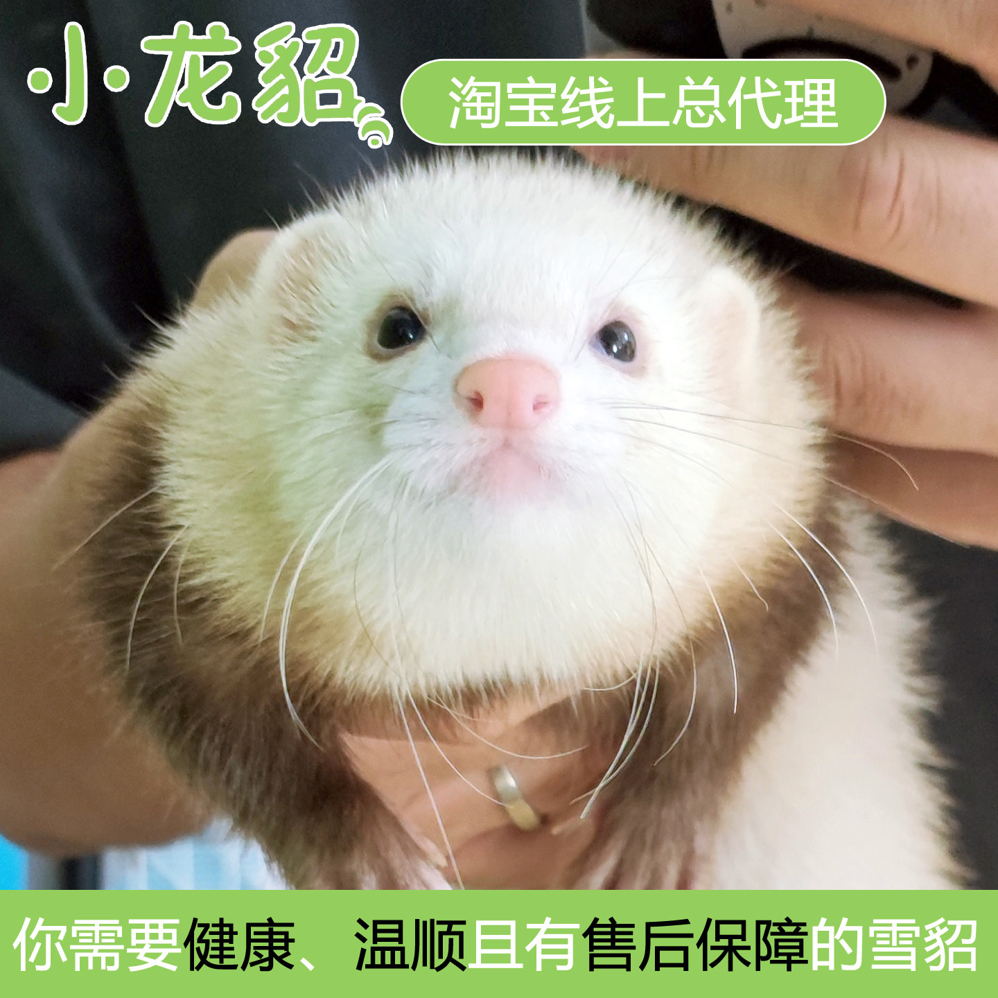 【官方正品】小龙貂宠物雪貂幼崽