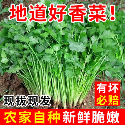 正宗山东小叶四季香菜芫荽农家自种香菜火锅菜蔬菜叶菜