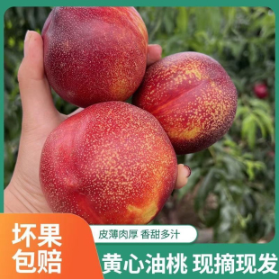 正宗现摘山东麻脸黄心油桃新鲜水果黄肉桃子头茬大果应季桃子