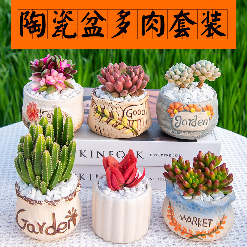 多肉植物组合盆栽办公室内桌面肉肉阳台花卉绿植新手好养盆土创意