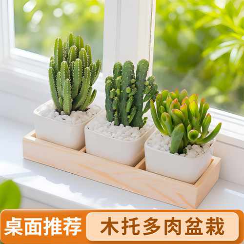 多肉含盆好养易活植物盆栽