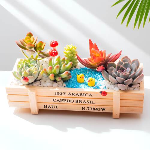 DIY微景观多肉盆栽材料包含盆