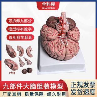 九部件脑干脑结构神经科大脑分区组装模型 小脑可拆教学展示用具