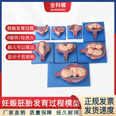 妊娠胚胎发育过程模型8部件计划生育展示模型十月妊娠发育过程