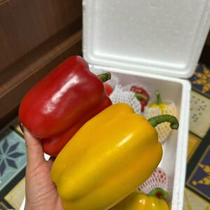 J三色水果彩椒【个头口感味道不售后】