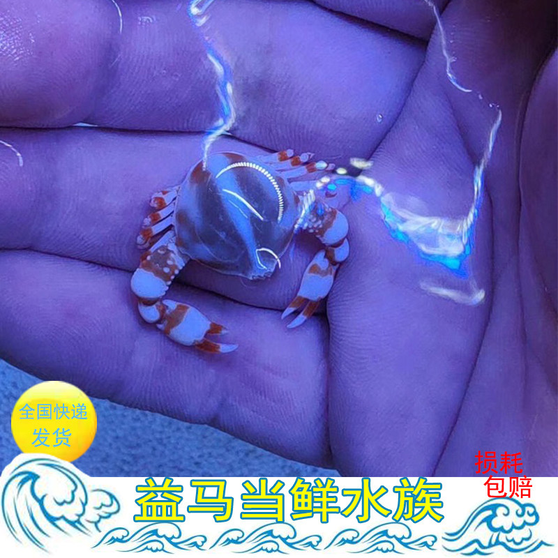 翻沙玉蟹 水族观赏海水鱼活体翻砂蟹黎明蟹清洁蟹和尚蟹买5送1